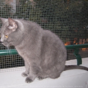 Photo de Chartreux