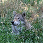 Photo de Loup