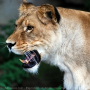 Photo de Lion