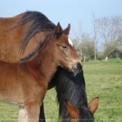 Photo de Trotteur franais