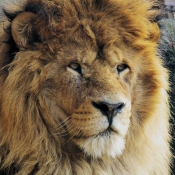 Photo de Lion