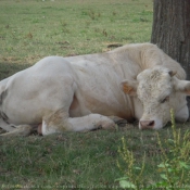 Photo de Veau