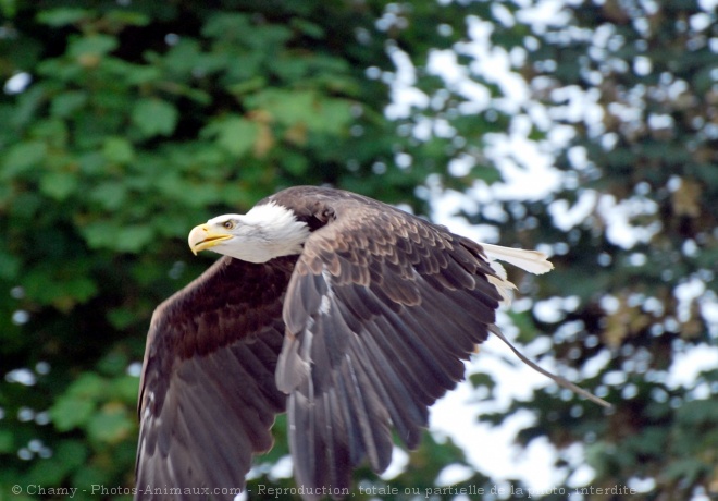 Photo d'Aigle