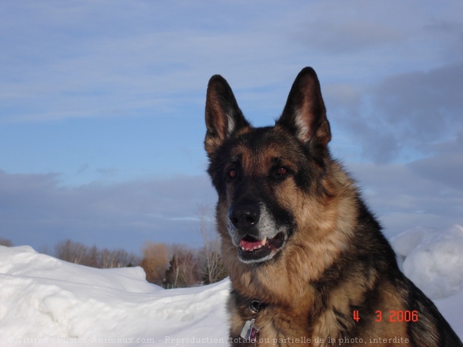 Photo de Berger allemand  poil court