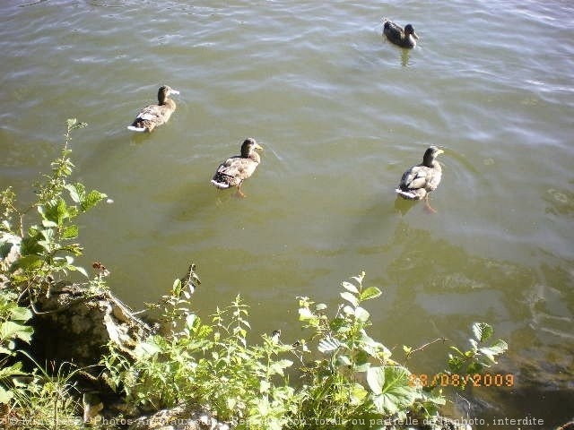 Photo de Cygne