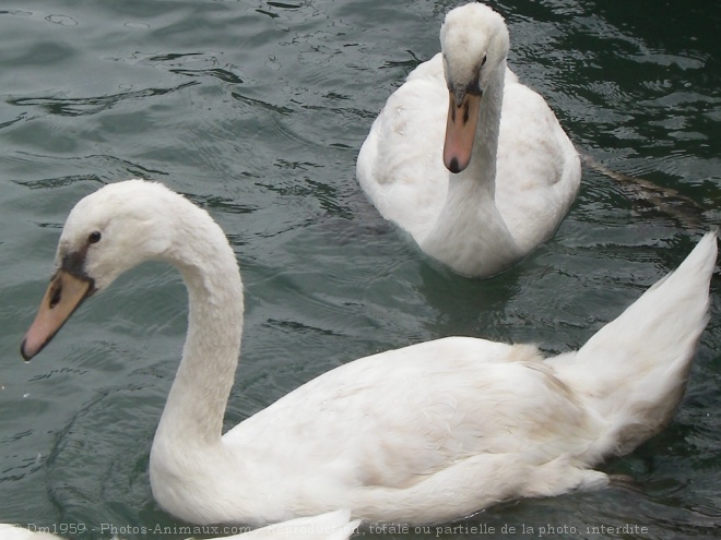 Photo de Cygne