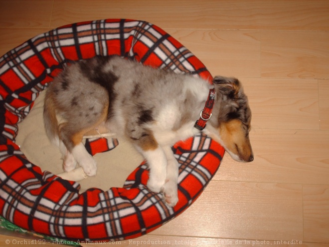 Photo de Chien de berger des shetland