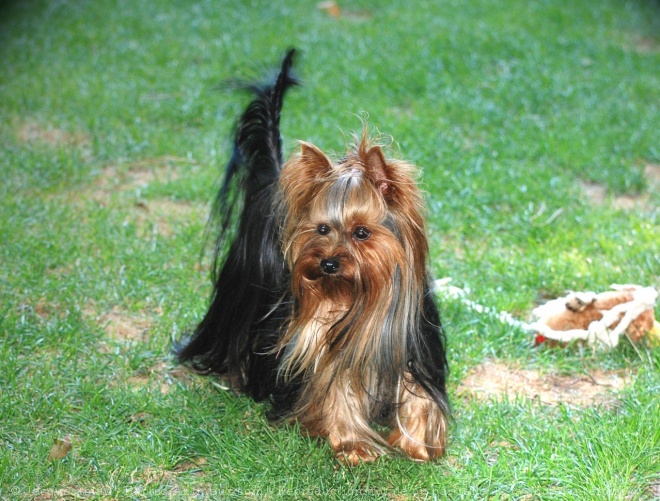 Photo de Yorkshire terrier