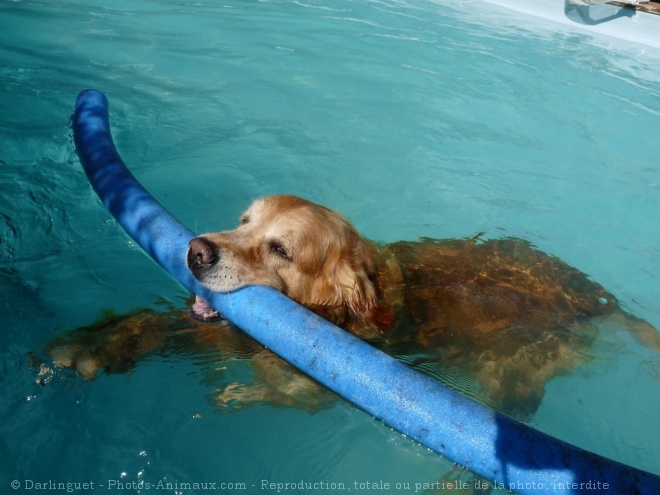 Photo de Golden retriever