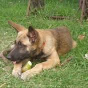 Photo de Berger belge malinois