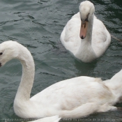 Photo de Cygne