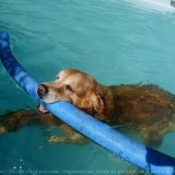 Photo de Golden retriever