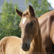 Photo de Trotteur franais