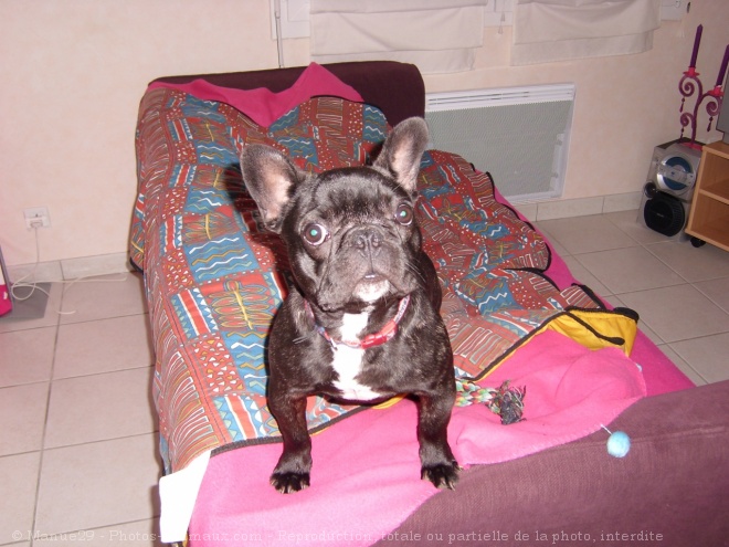 Photo de Bouledogue franais