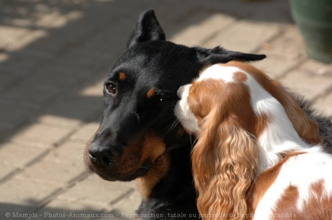 Photo de Cavalier king charles spaniel