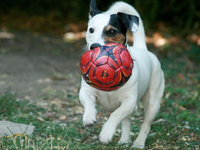 Photo de Jack russell terrier