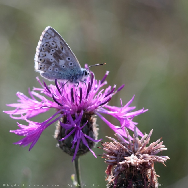 Photo de Papillon