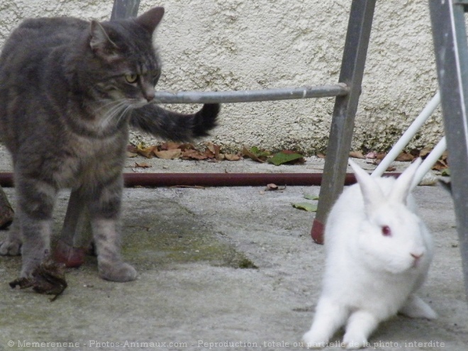 Photo de Races diffrentes