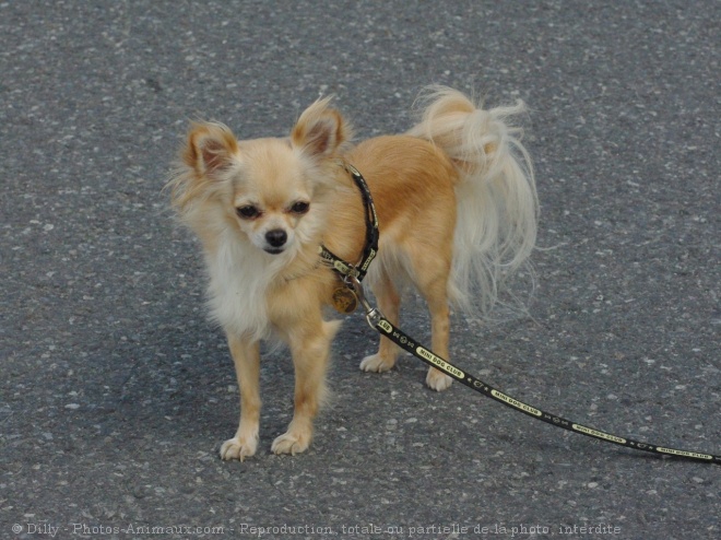 Photo de Chihuahua  poil long