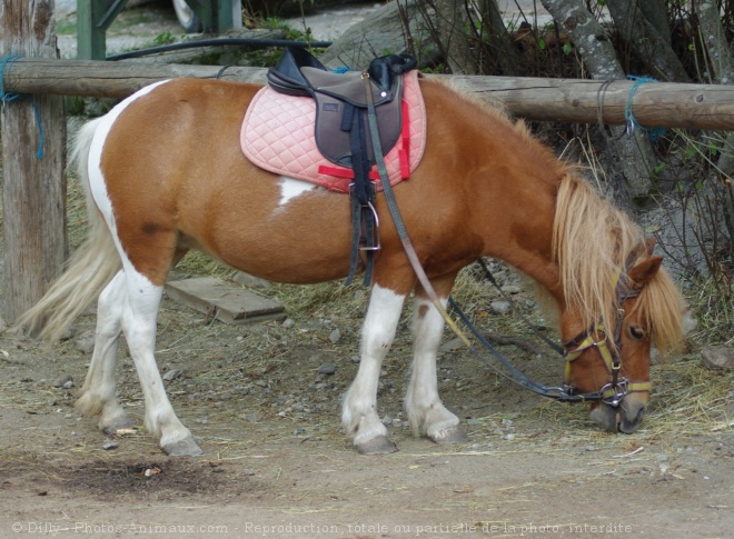 Photo de Poney (toutes races)