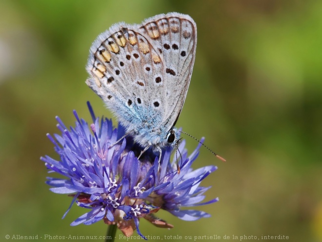 Photo de Papillon