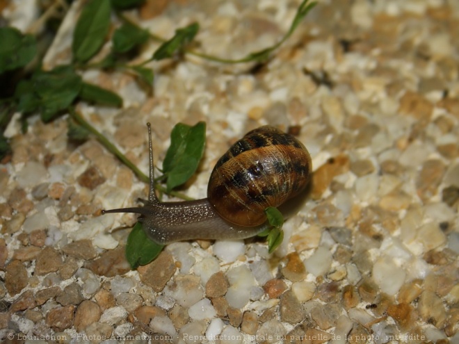 Photo d'Escargot