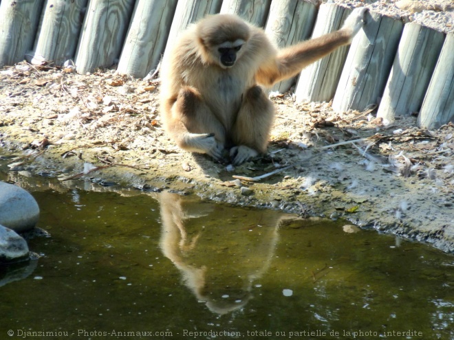 Photo de Singe - gibbon