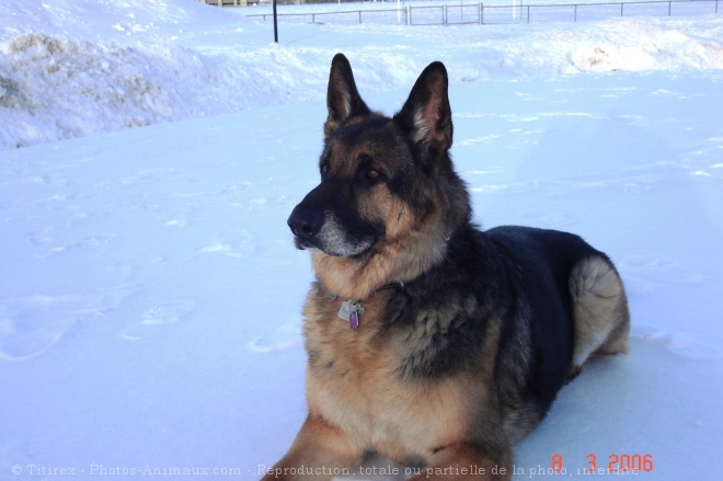 Photo de Berger allemand  poil court