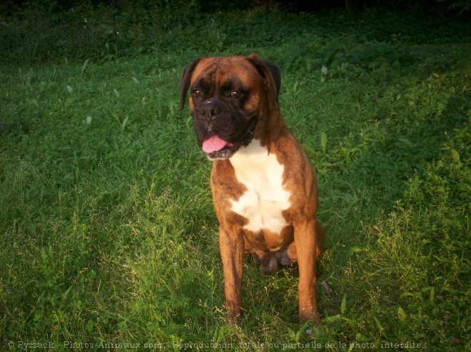 Photo de Boxer