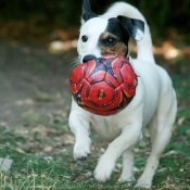 Photo de Jack russell terrier