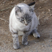 Photo de Chat domestique