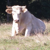 Photo de Vache