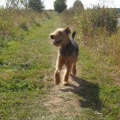 Photo d'Airedale terrier