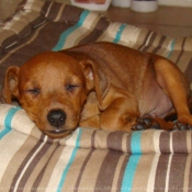 Photo de Pinscher nain