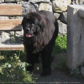 Photo de Chien de terre-neuve