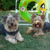 Photo de Yorkshire terrier