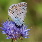 Photo de Papillon