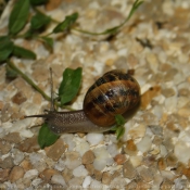 Photo d'Escargot