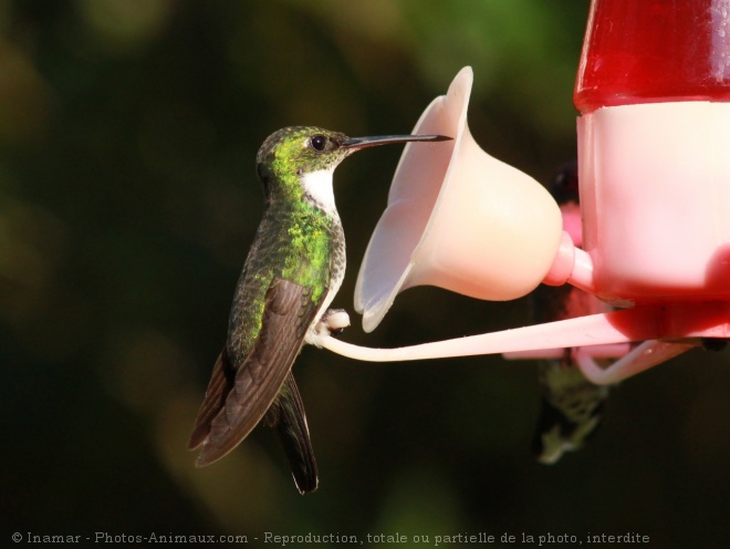 Photo de Colibri