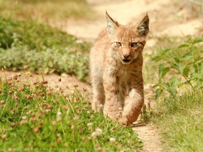 Photo de Lynx