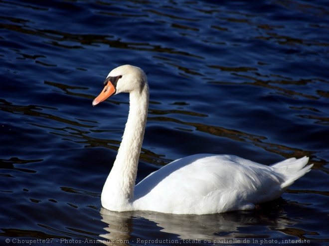 Photo de Cygne