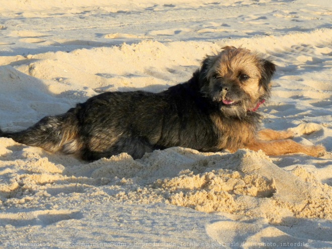 Photo de Border terrier