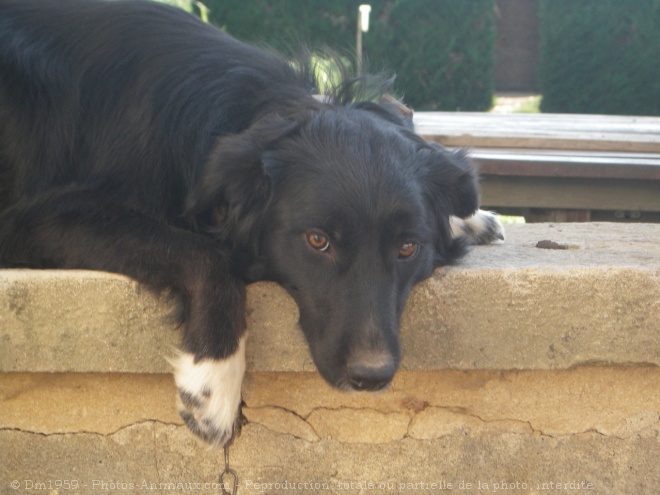 Photo de Border collie