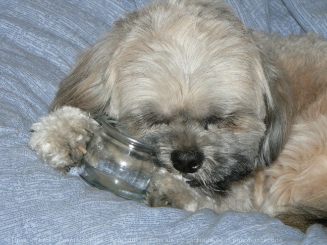 Photo de Lhassa apso