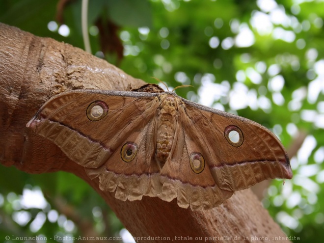 Photo de Papillon