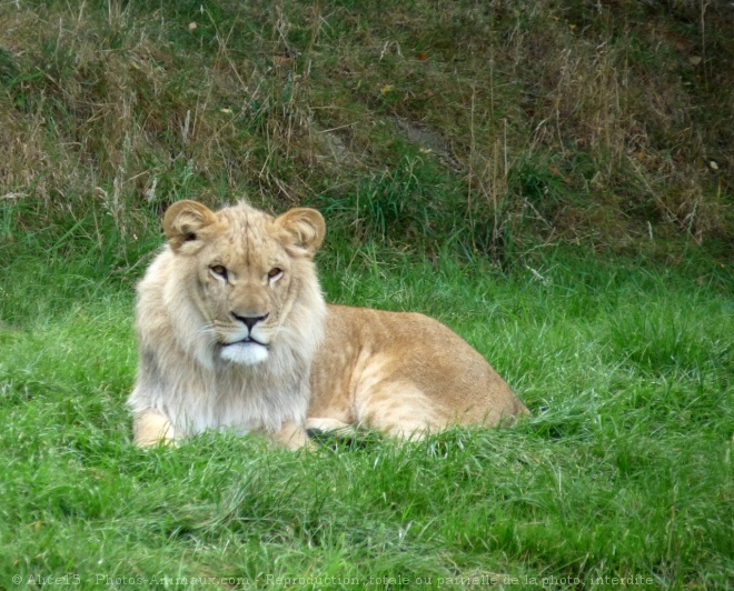 Photo de Lion