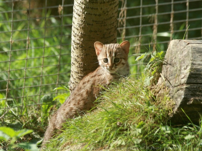 Photo de Chat rubigineux