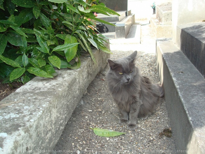 Photo de Chat domestique