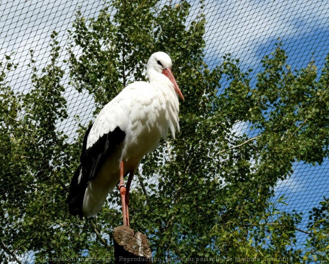 Photo de Cigogne