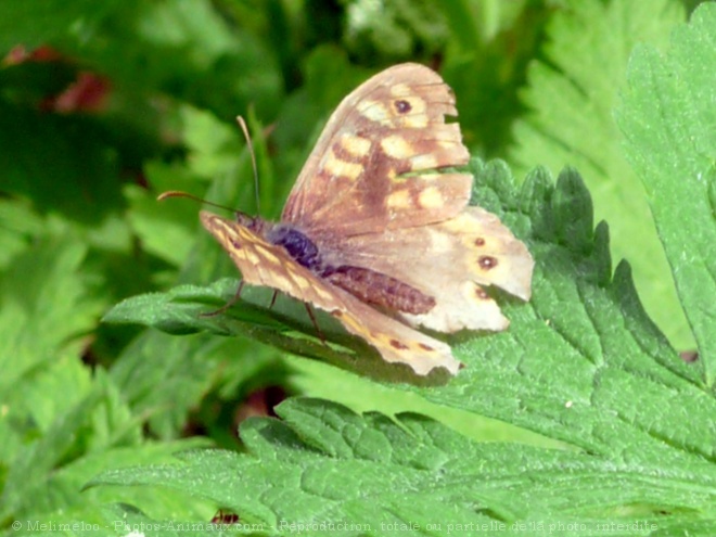 Photo de Papillon